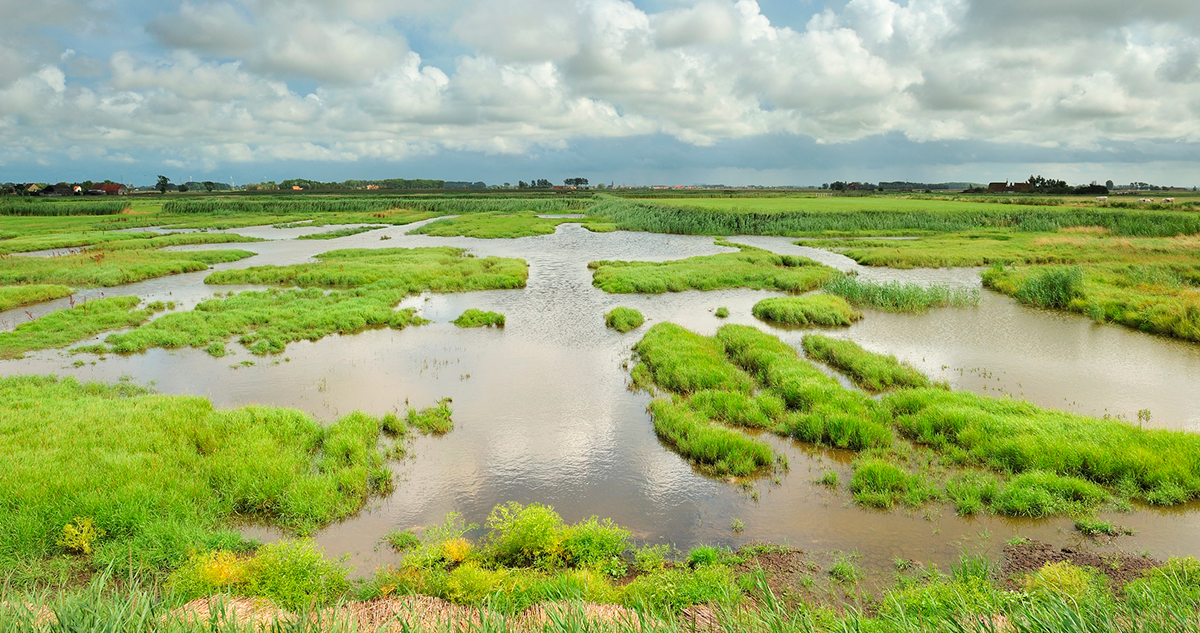 The Uitkerkse Polder nature preserve.