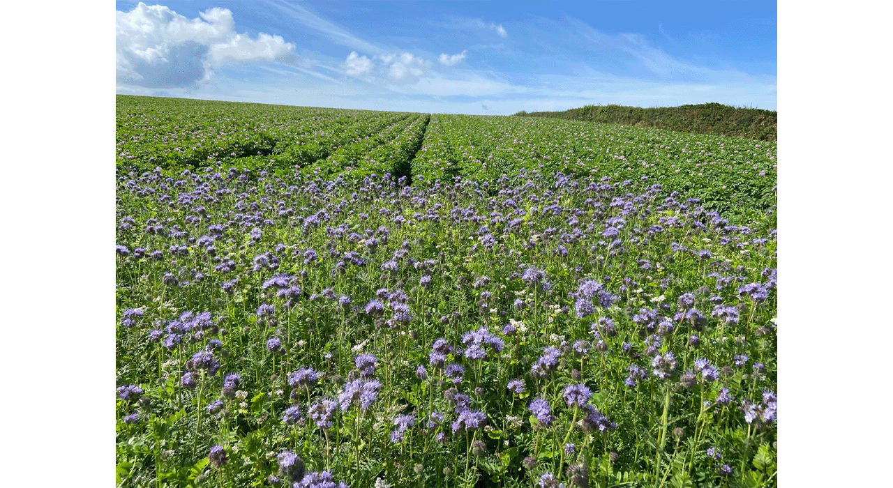 Wildflowers growing in a field