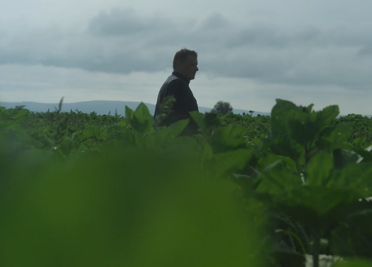 How sunflowers are saving farmland in Romania