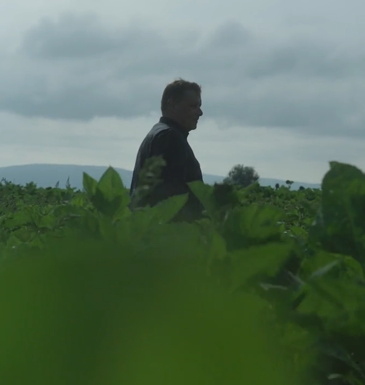 How sunflowers are saving farmland in Romania