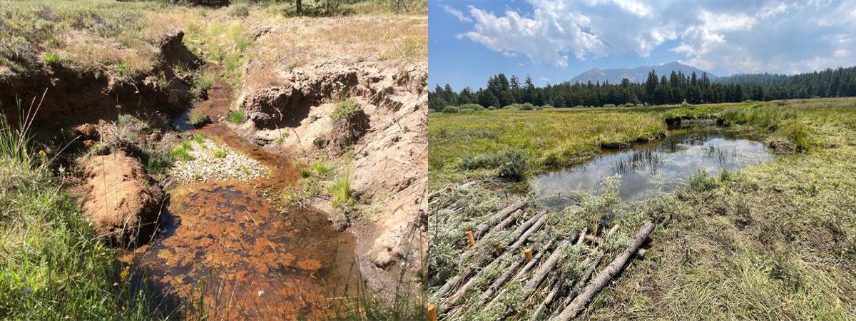 Two photos showing restoration of a Californian meadow.