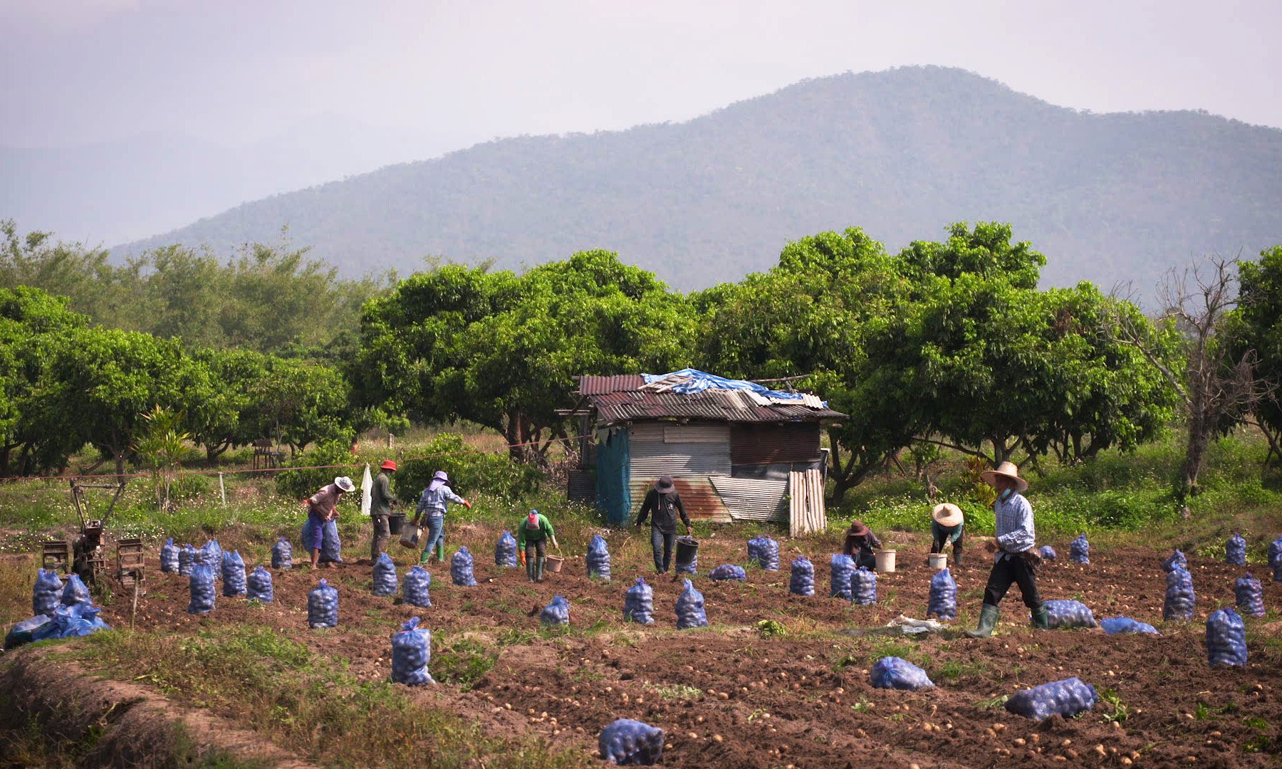 Group of farmers in a field collect potatoes in bags