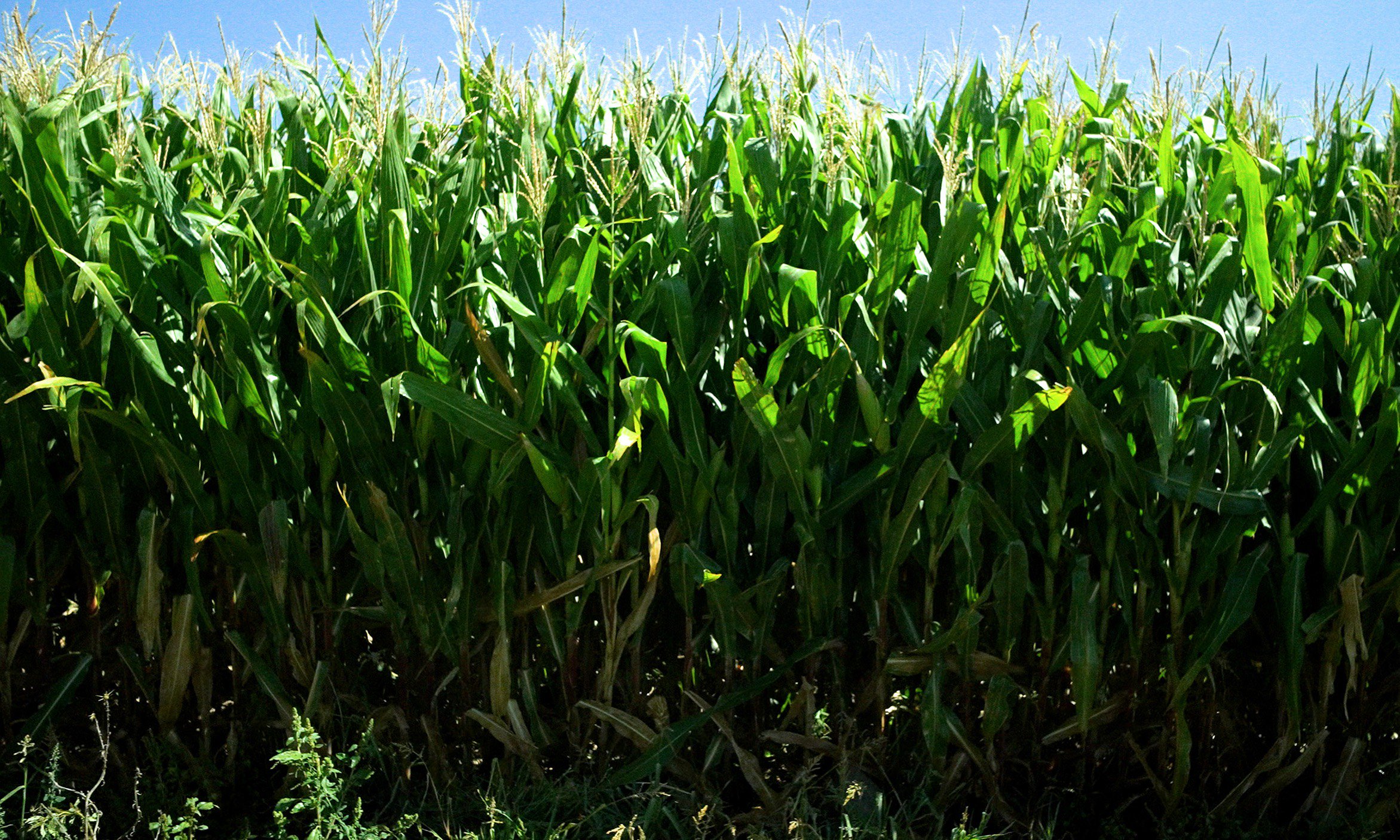 Corn stalks growing in field