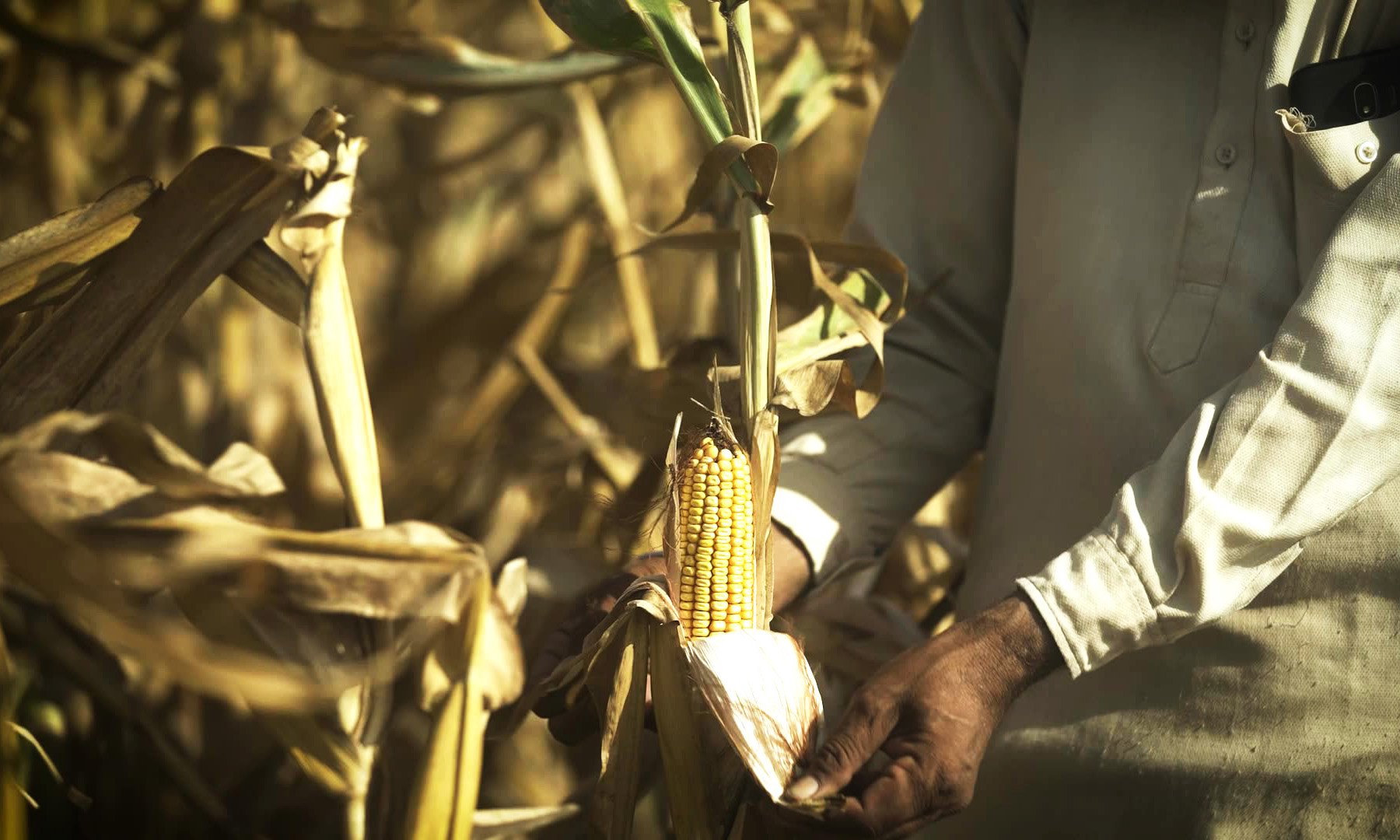Man's hands peel back ear of corn in a field