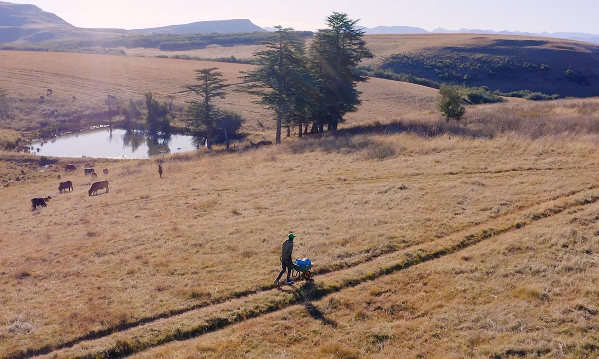Man pushes wheelbarrow through field of grazing animals