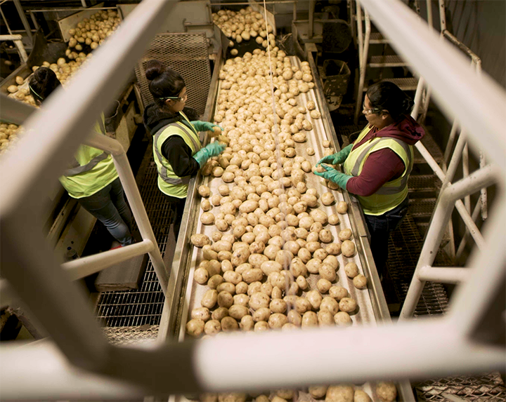 potatoes on a conveyor